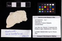 Foto (Objekt + Etikett) von Eodromites sp.  (NHMW-GEO-2017-0089-0036)